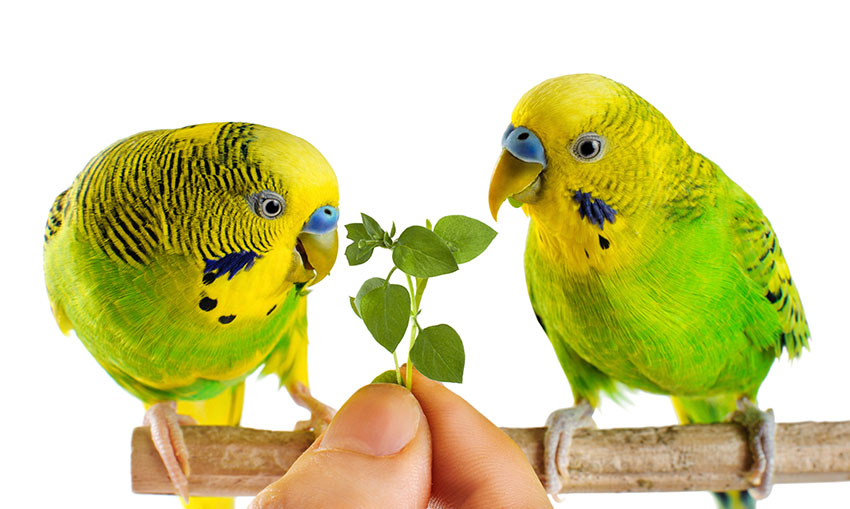 Two budgies eating greens