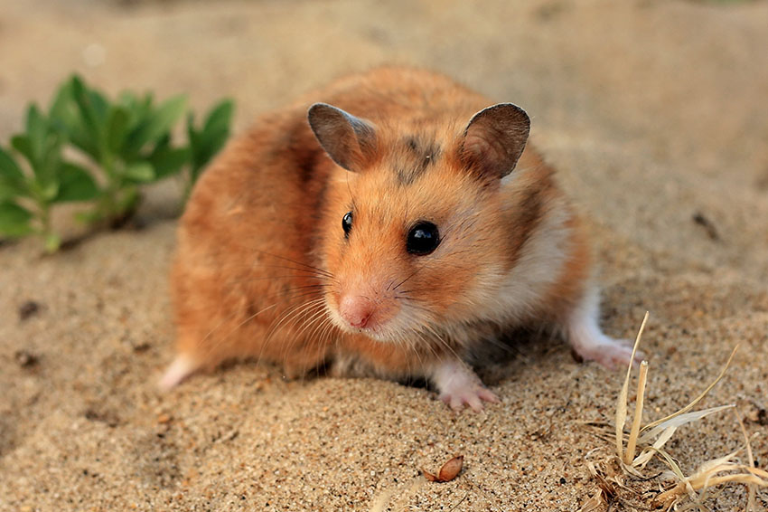 watch how hamsters walk