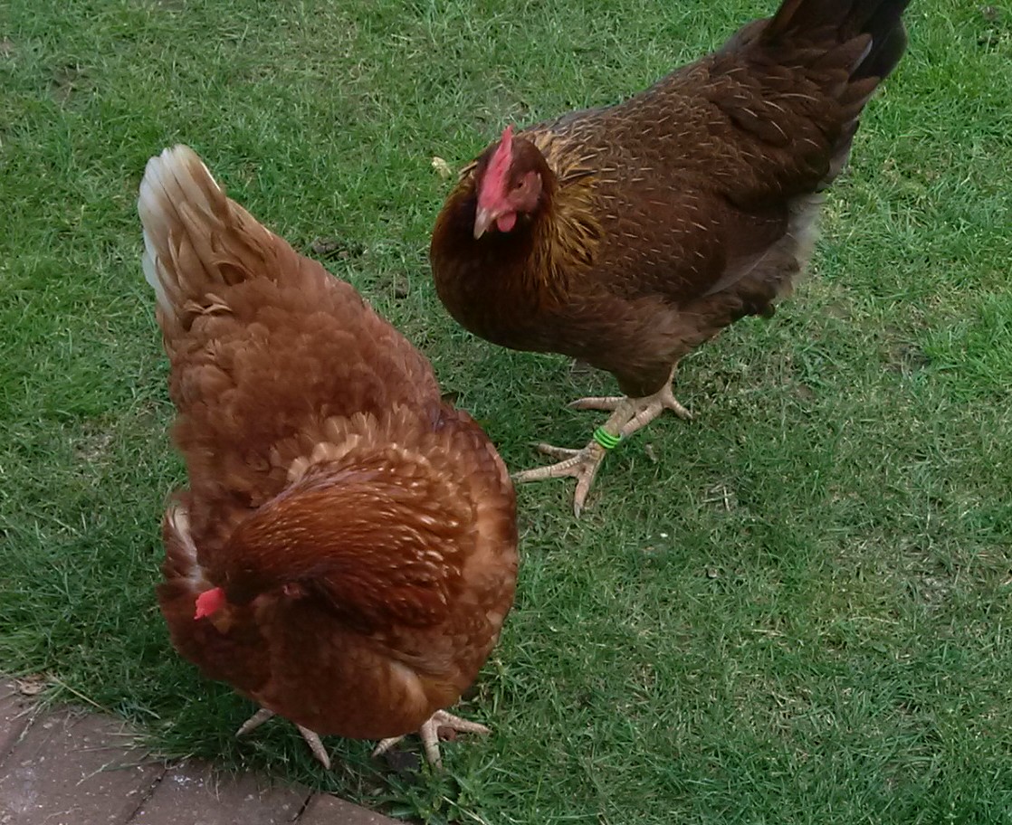 Welsumer te koop Kippen Rasinformatie Omlet