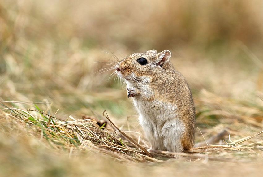 where do gerbils come from 