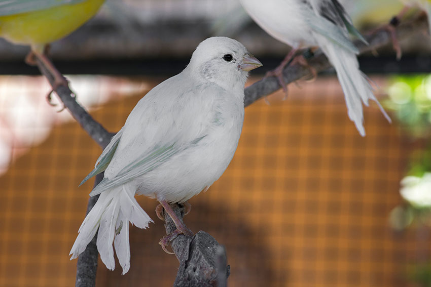 White Canaries