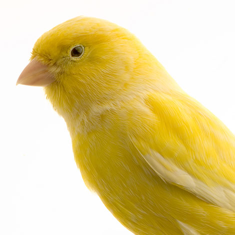Yellow canary head