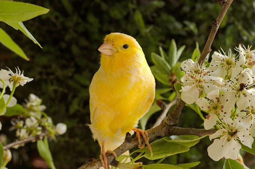 Yellow singing Canary