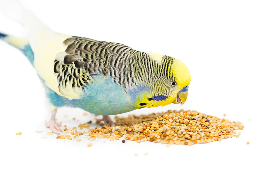 yellow-headed budgie eating seed