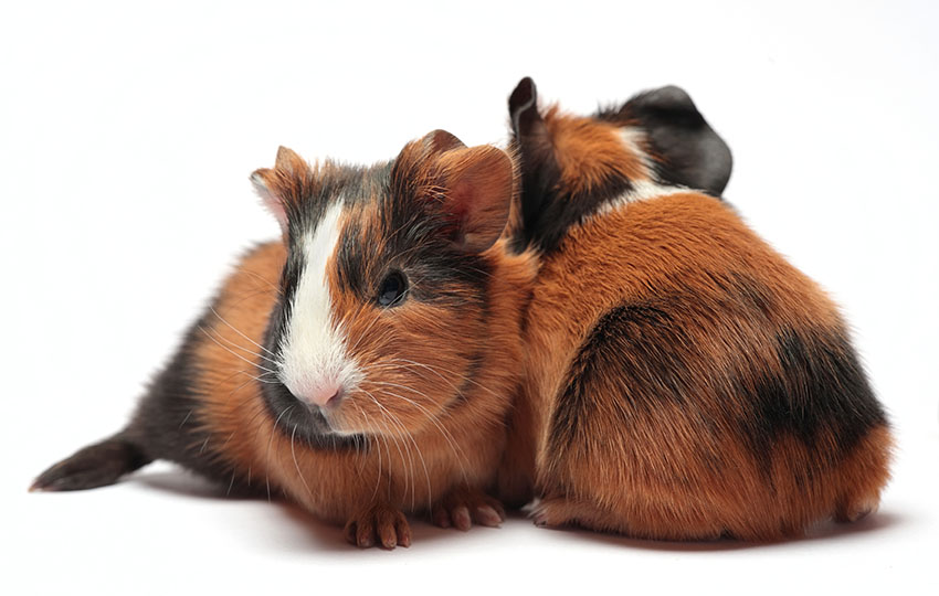 young guinea pigs