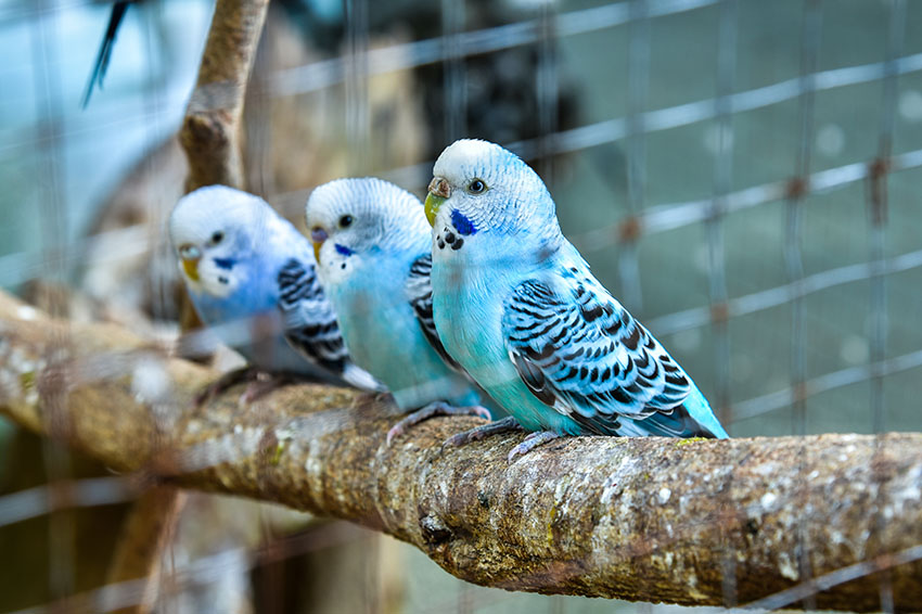 young budgies in an outdoor aviary