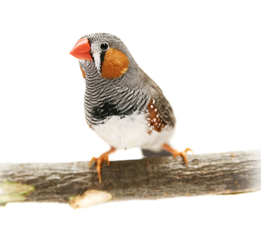 Zebra finch